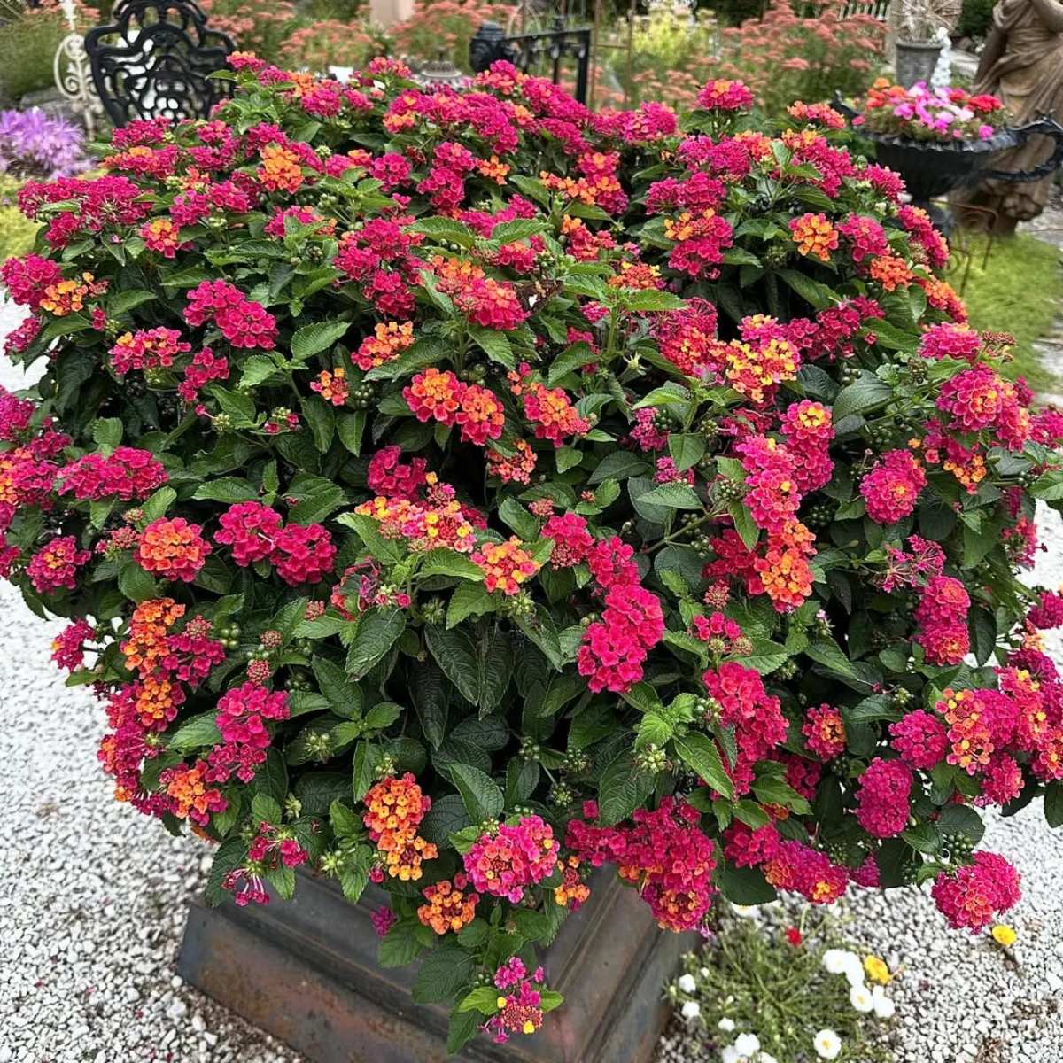 Bunga lantana merah rimbun di halaman rumah.