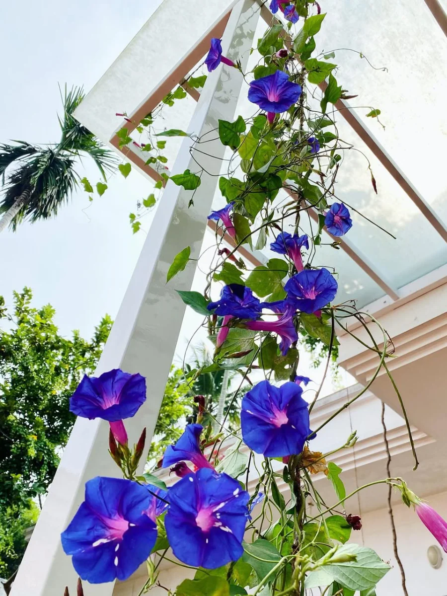 Bunga morning glory warna ungu yang tumbuh menajalar di tiang rumah.