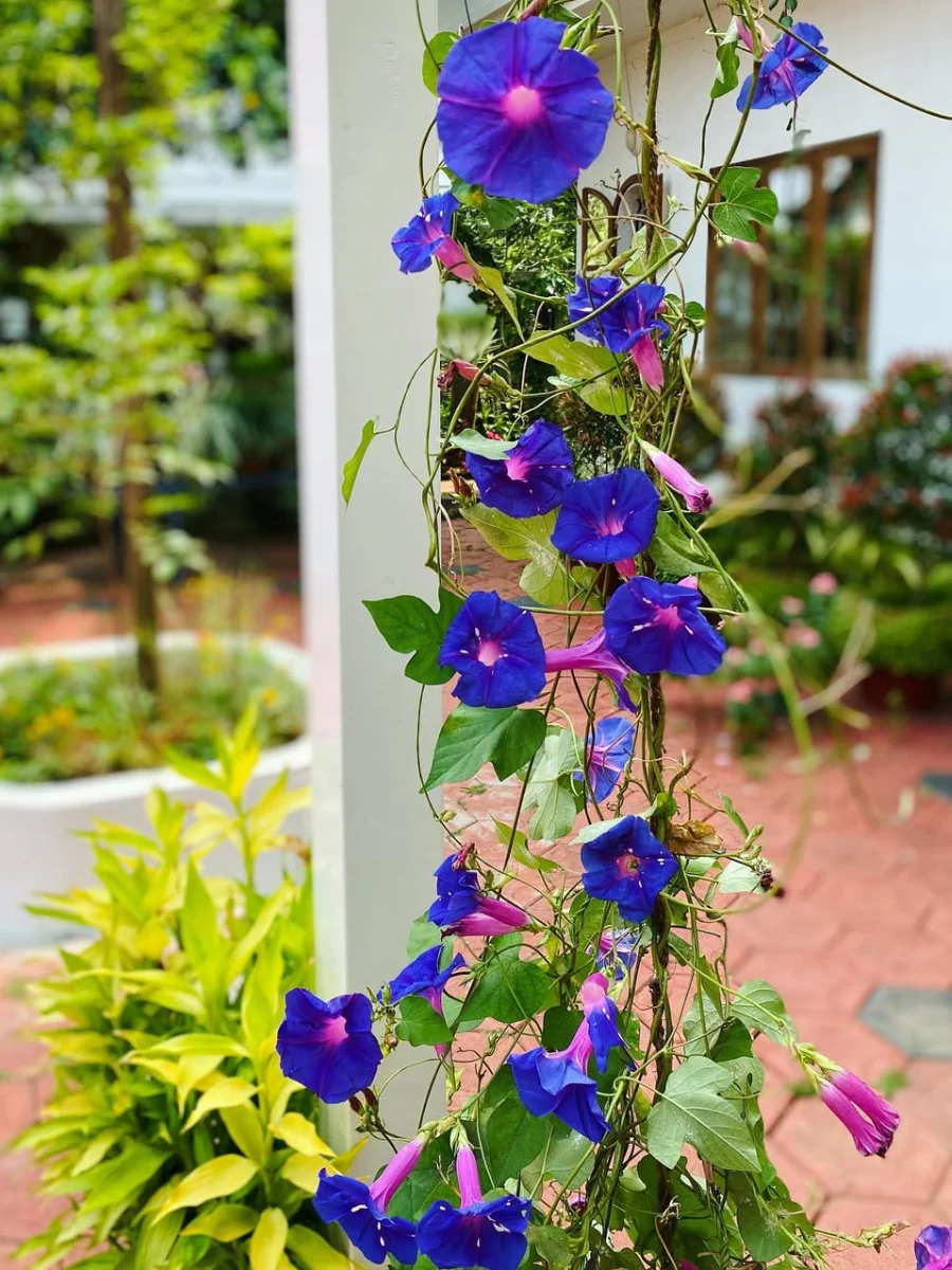 Bunga morning glory warna ungu yang tumbuh menajalar di tiang rumah.