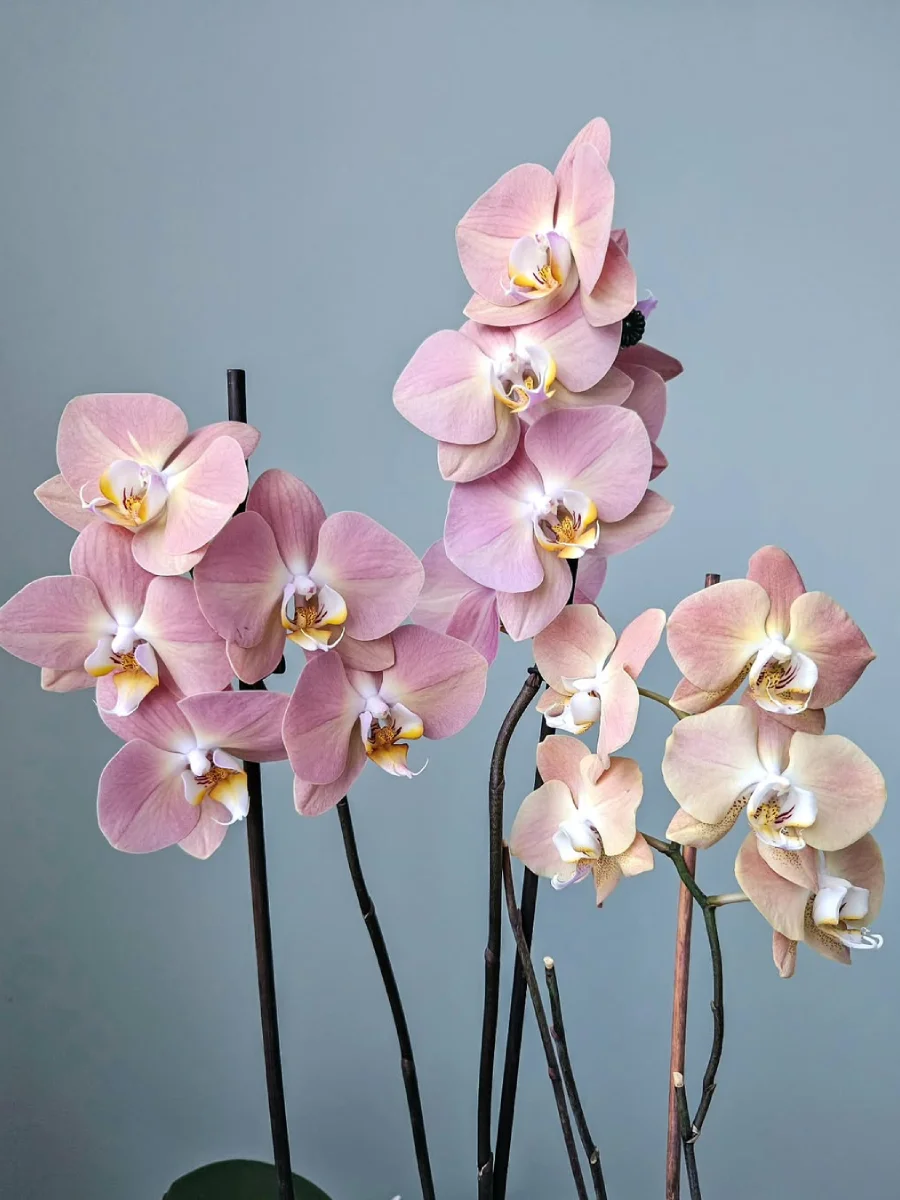 Bunga anggrek putih, merah muda, dan oranye.