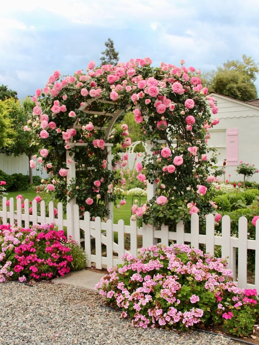 Bunga mawar yang tumbuh di lengkungan gerbang.