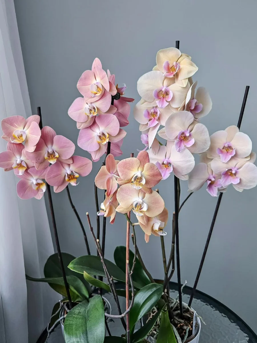 Bunga anggrek putih, merah muda, dan oranye.