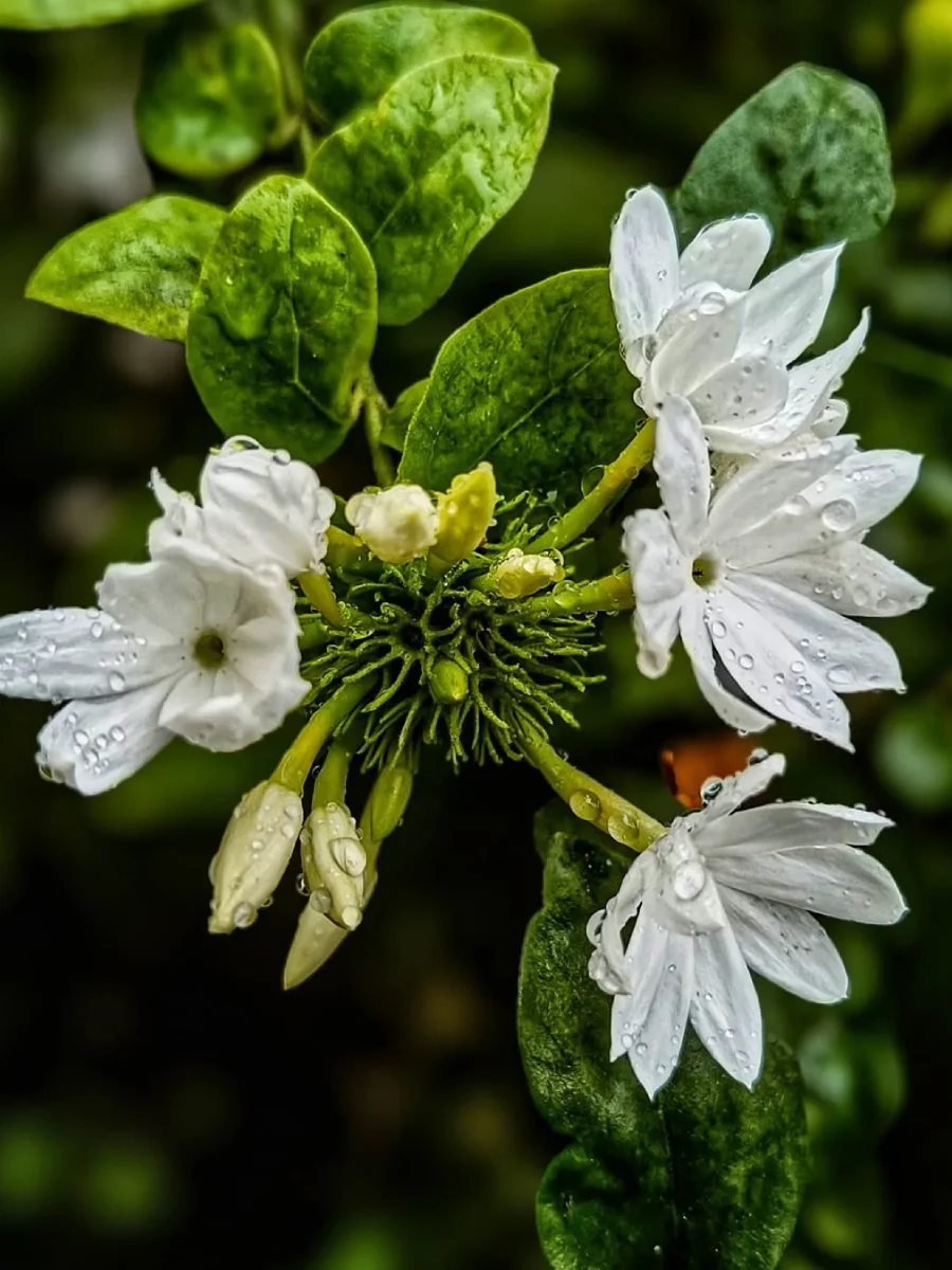 Bunga melati putih.