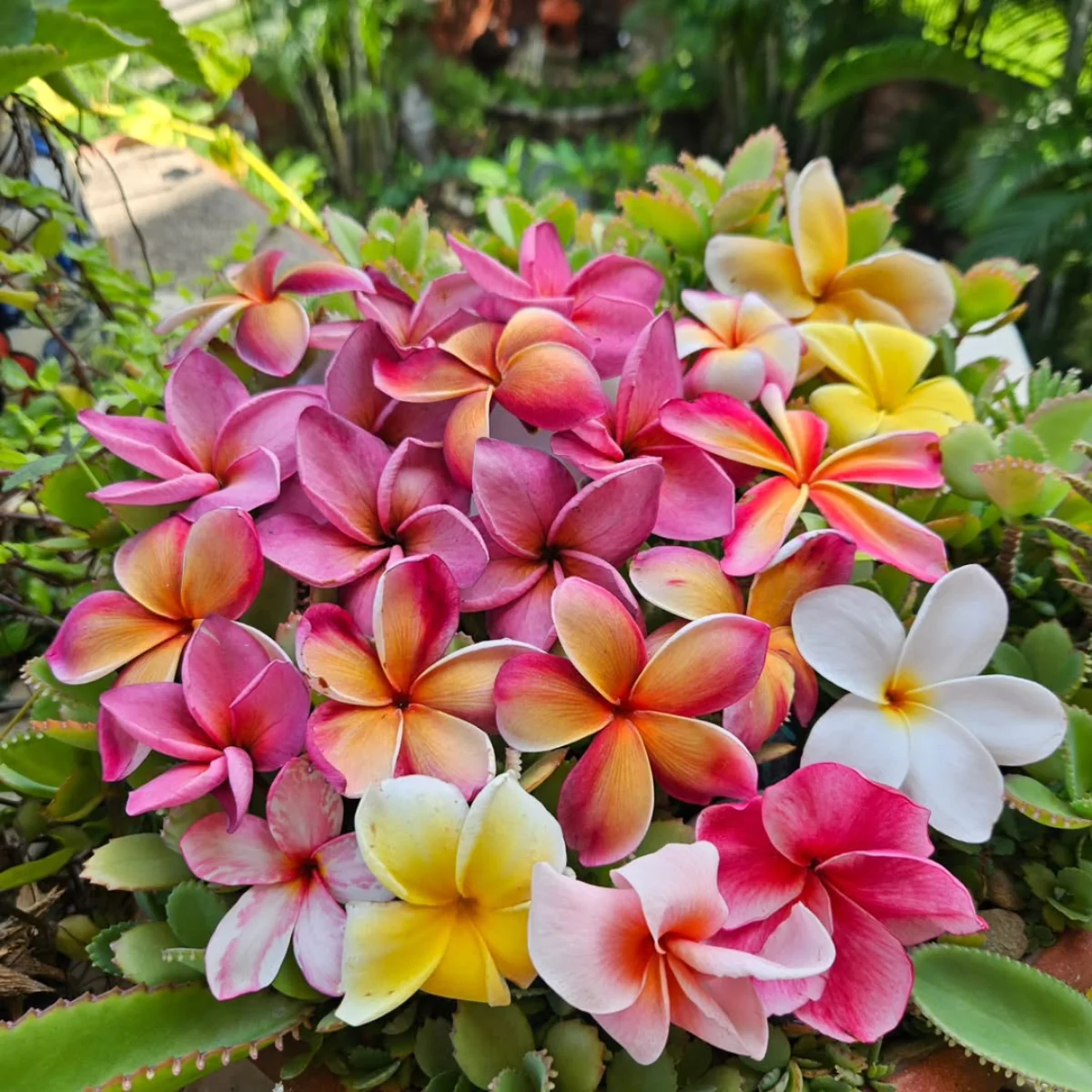 Bunga kamboja pink, putih, dan kuning.