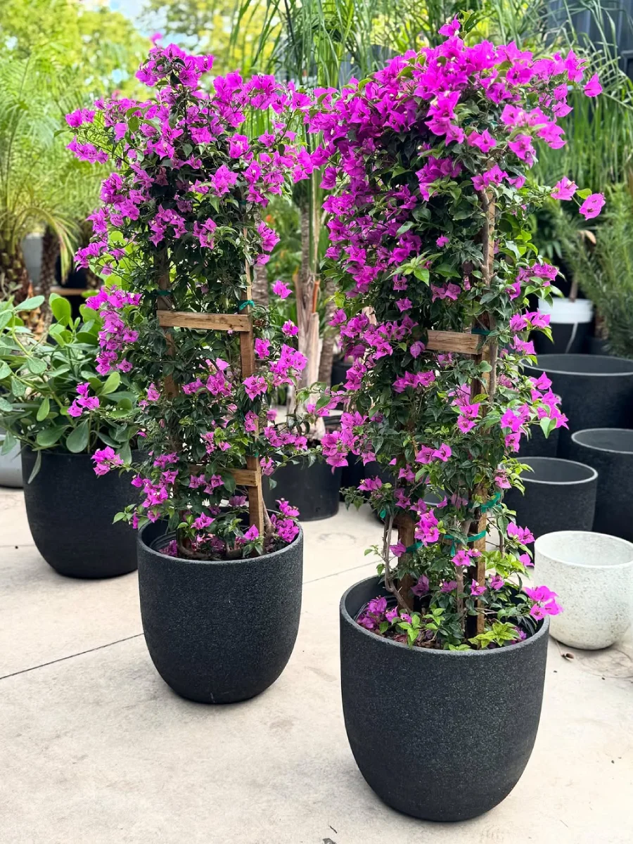 2 tanaman hias bunga kertas ungu didalam pot keramik hitam.