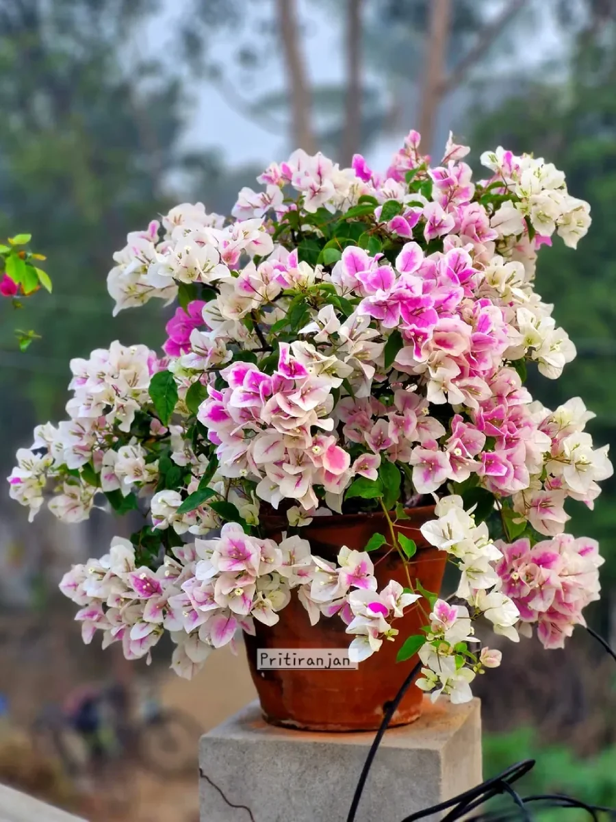 Bunga kertas warna putih dan merah muda didalam pot gerabah.