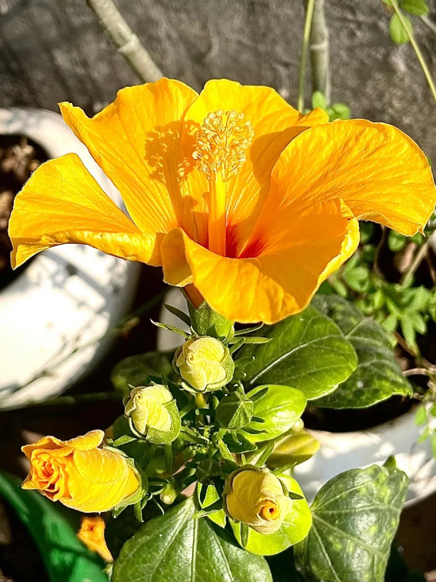 Bunga kembang sepatu warna kuning.