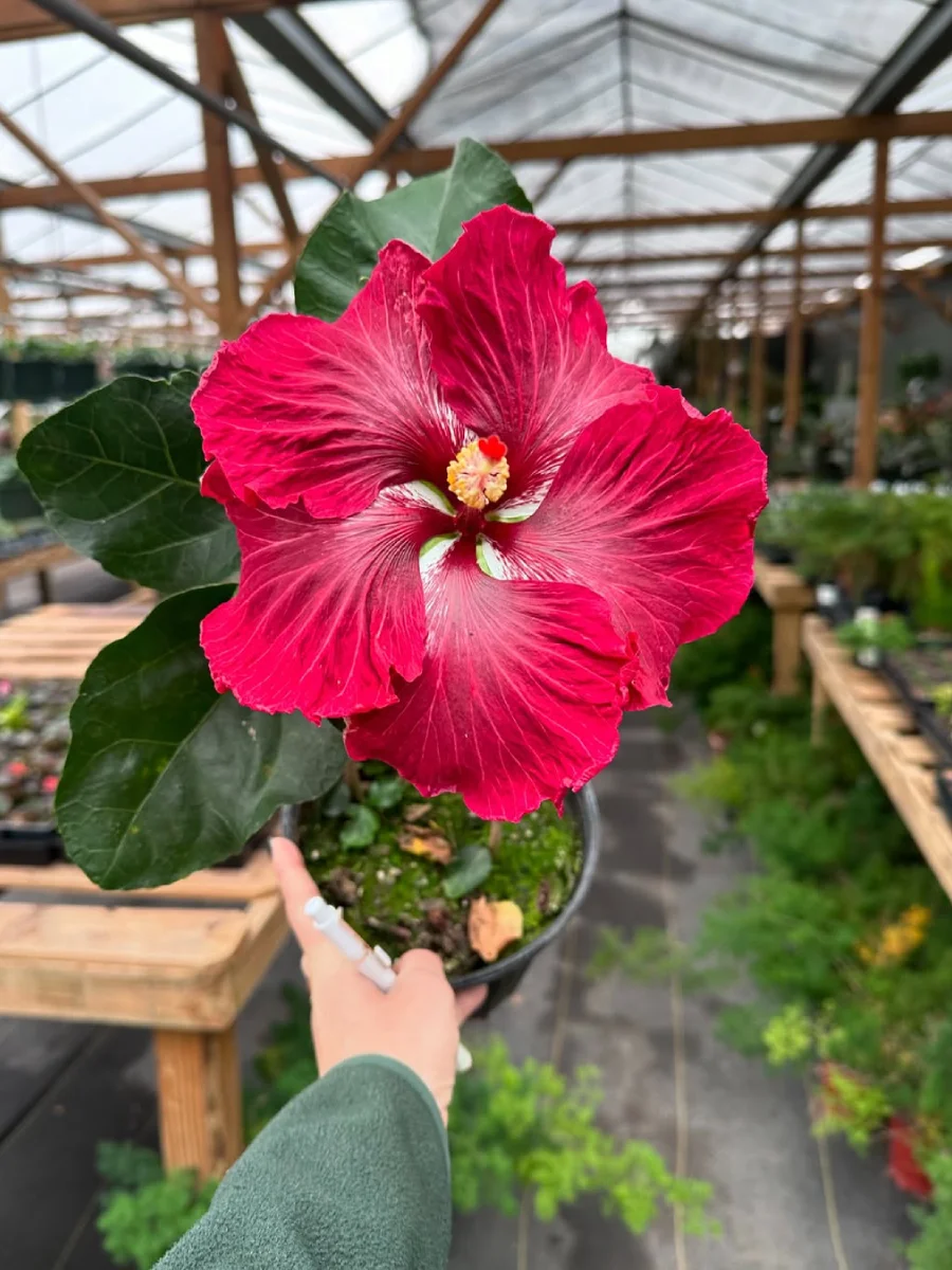 Bunga kembang sepatu warna merah didalam pot plastik hitam yang dipegang.