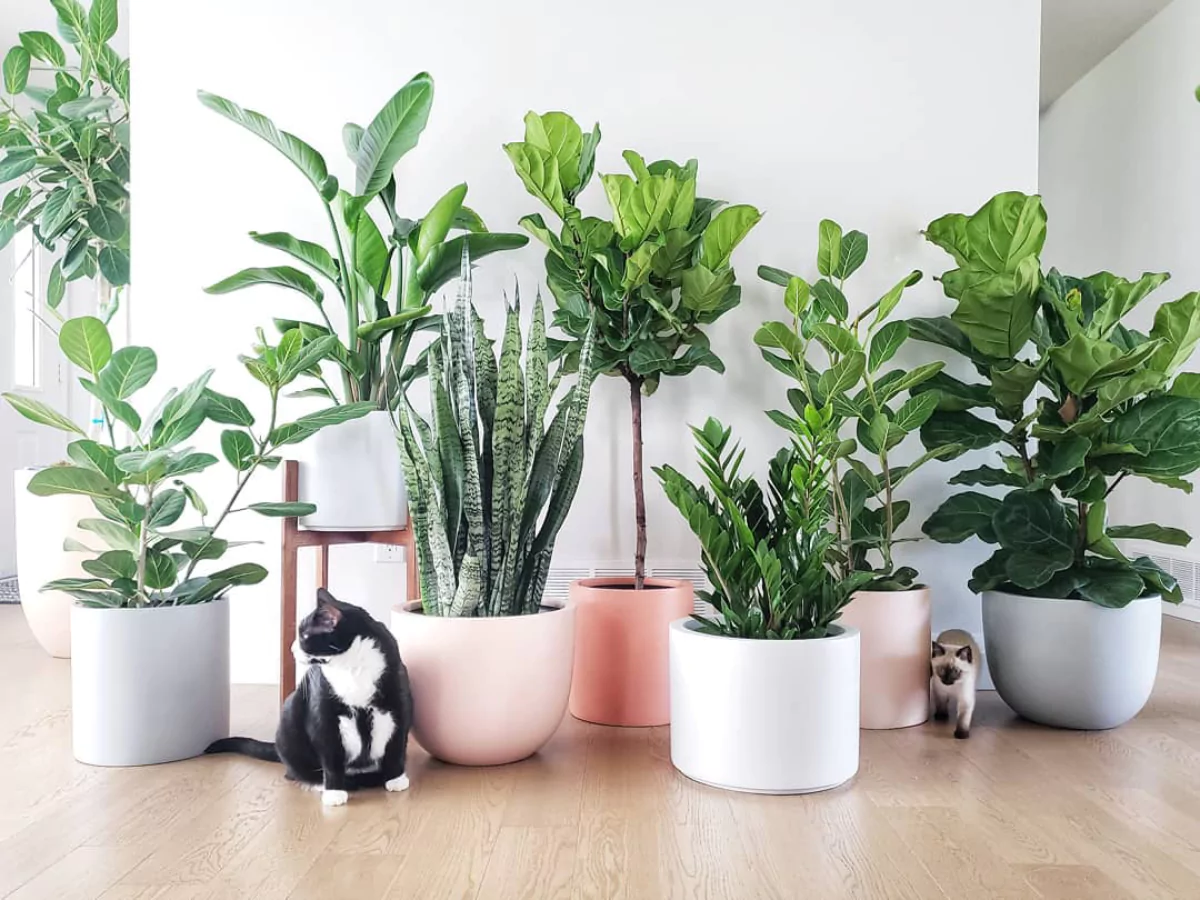 Berbagai tanaman hias indoor di dalam rumah dan 2 ekor kucing.