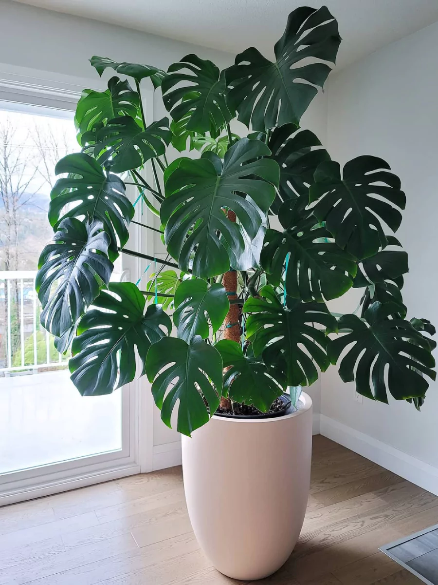 Tanaman monstera deliciosa indoor besar didalam pot putih besar