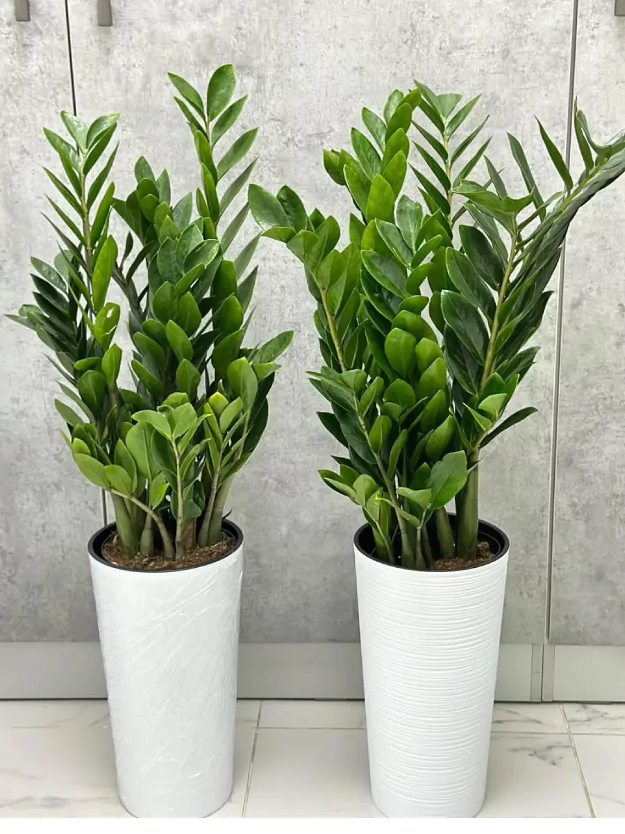 2 Tanaman ZZ Plant di dalam pot putih.