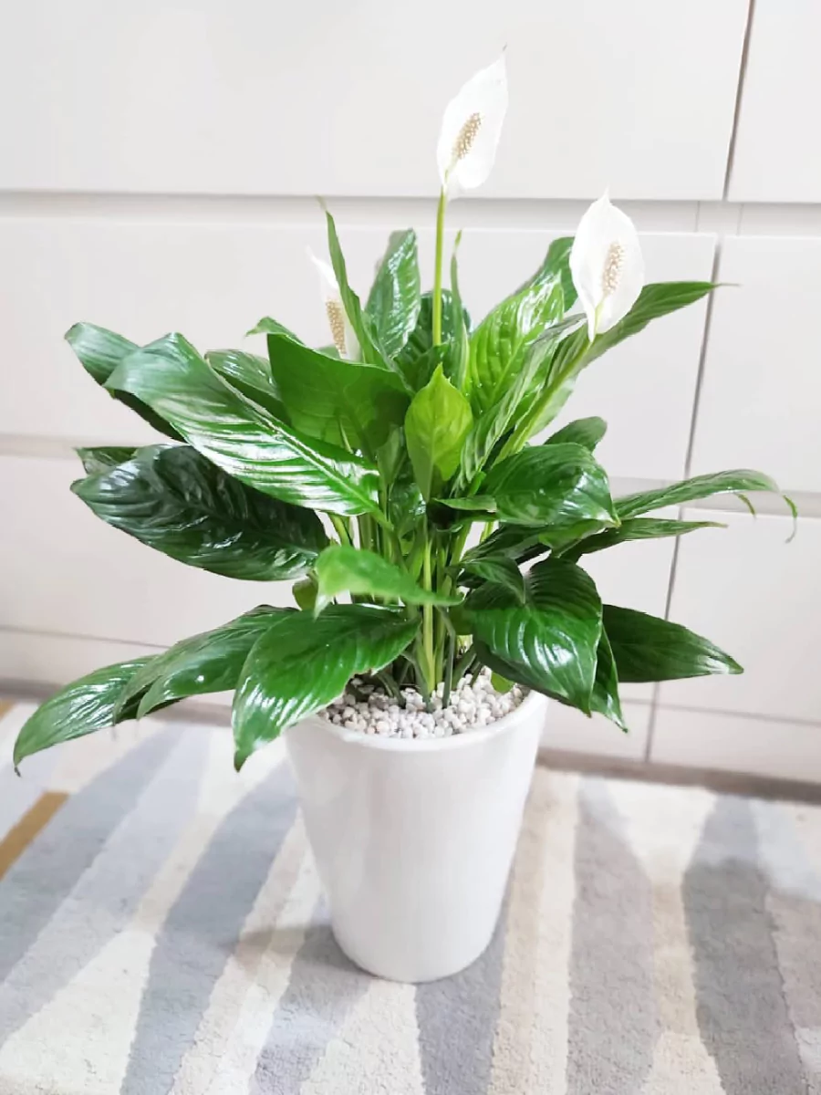 Peace lily di dalam pot keramik putih.