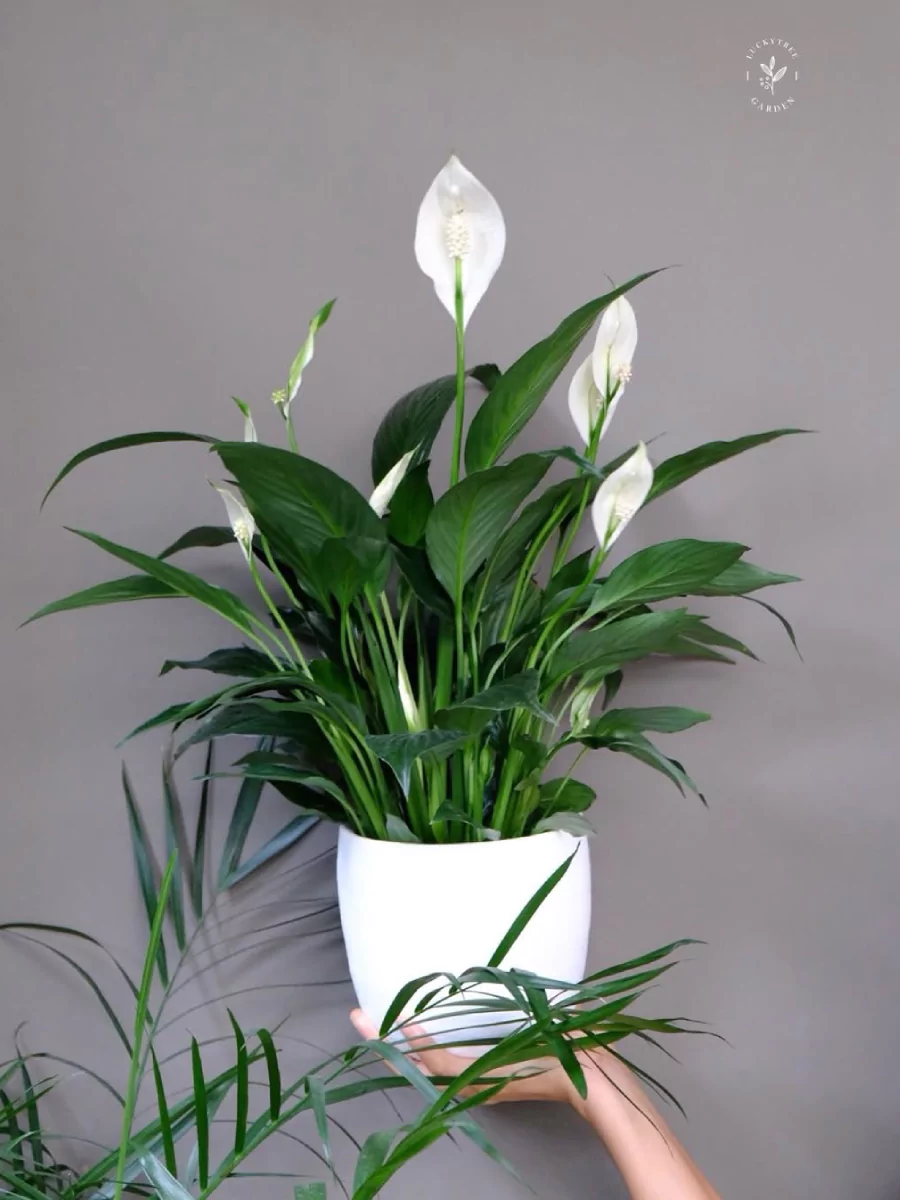 Tanaman peace lily yang rimbun di dalam pot keramik putih yang sedang diangkat.