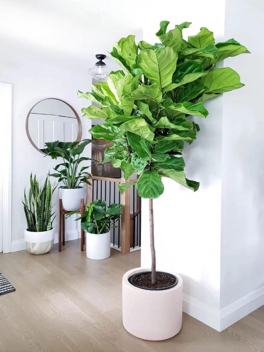 Tanaman fiddle leaf fig dalam pot putih di dalam rumah.