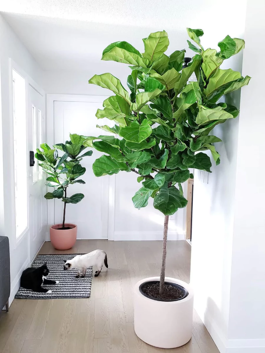 2 buah tanaman fiddle leaf fig dalam rumah di pot putih dan merah muda.