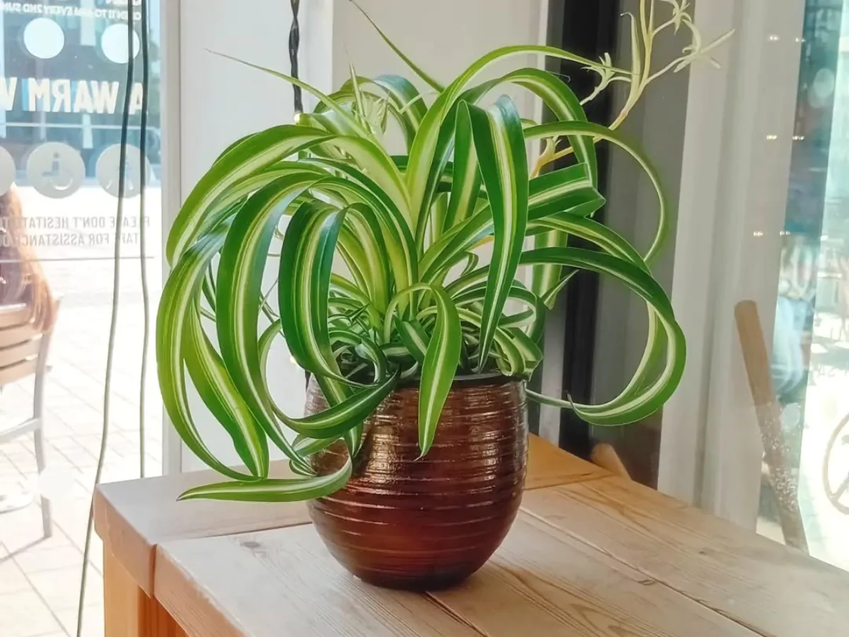 Tanaman spider plant dalam pot tembaga di atas meja.