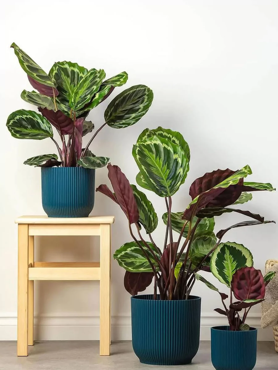 3 buah tanaman calathea roseopicta di dalam pot biru tua.