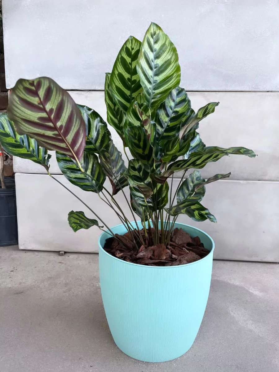 Tanaman calathea makoyana di dalam pot biru muda.