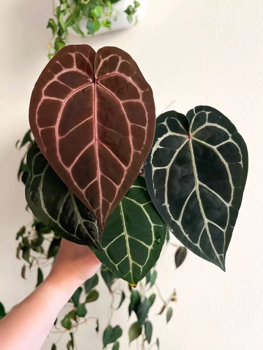 Tanaman Anthurium yang digenggam.