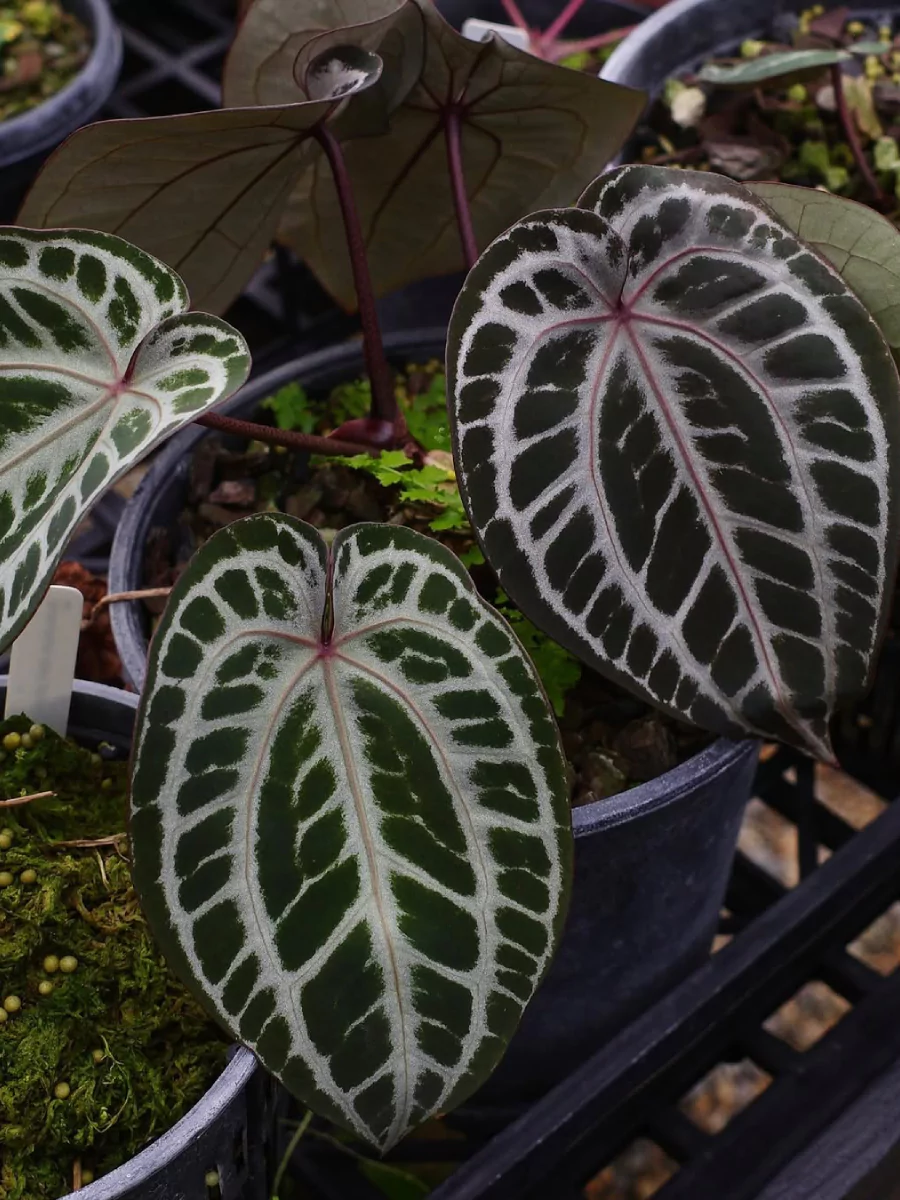 Tanaman kuping gajah di dalam pot.