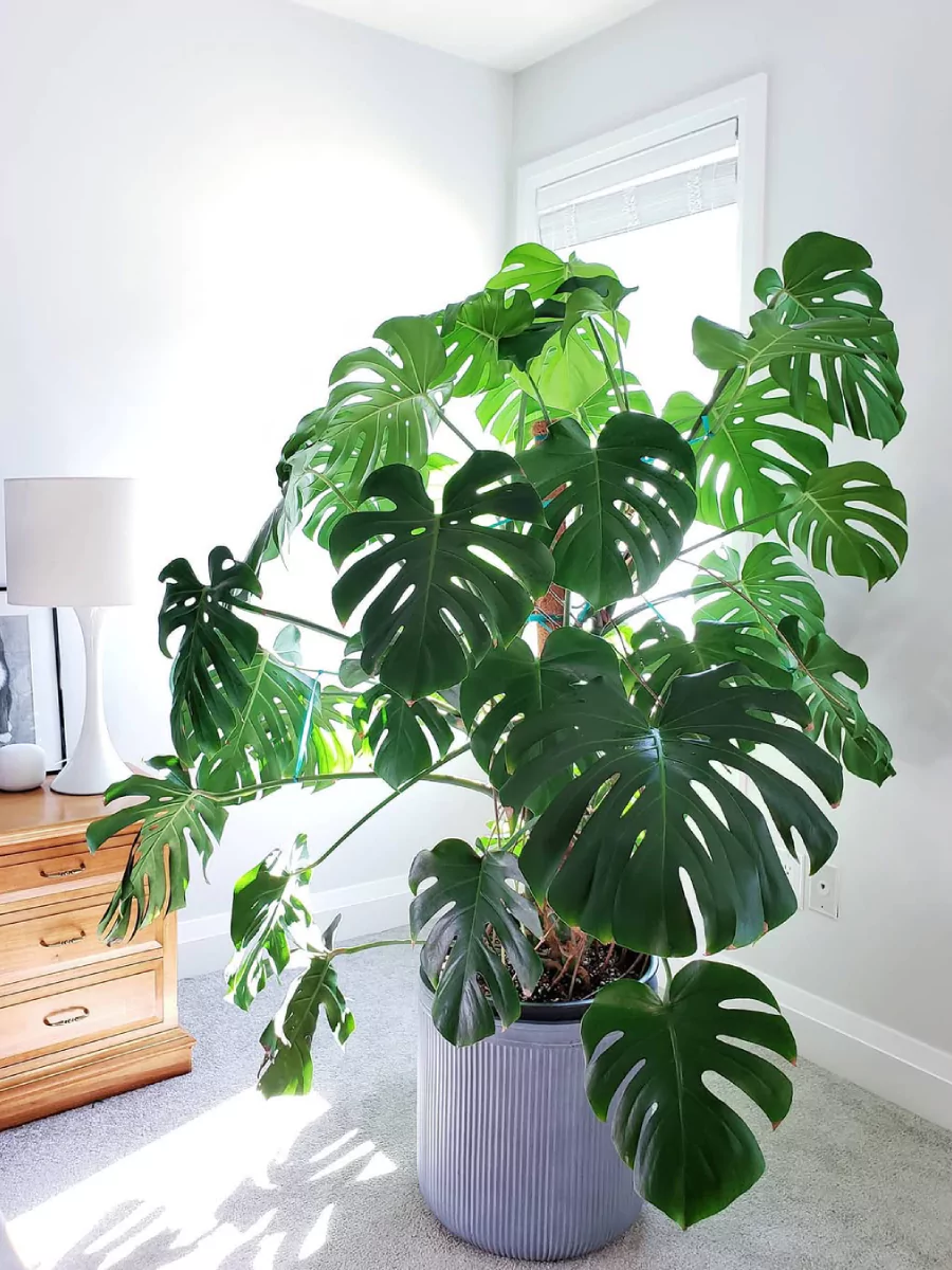 Tanaman monstera deliciosa indoor besar yang terkena sinar matahari melalui jendela.