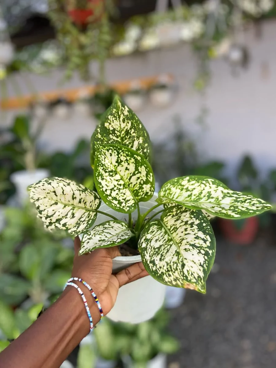 Tanaman sri rejeki di dalam pot yang sedang diangkat.