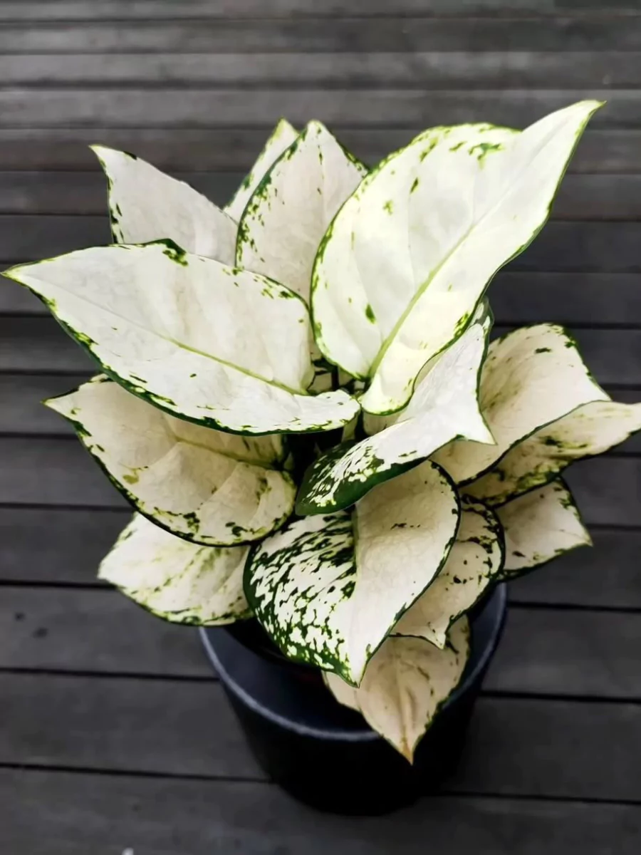 Tanaman sri rejeki putih di dalam pot hitam.