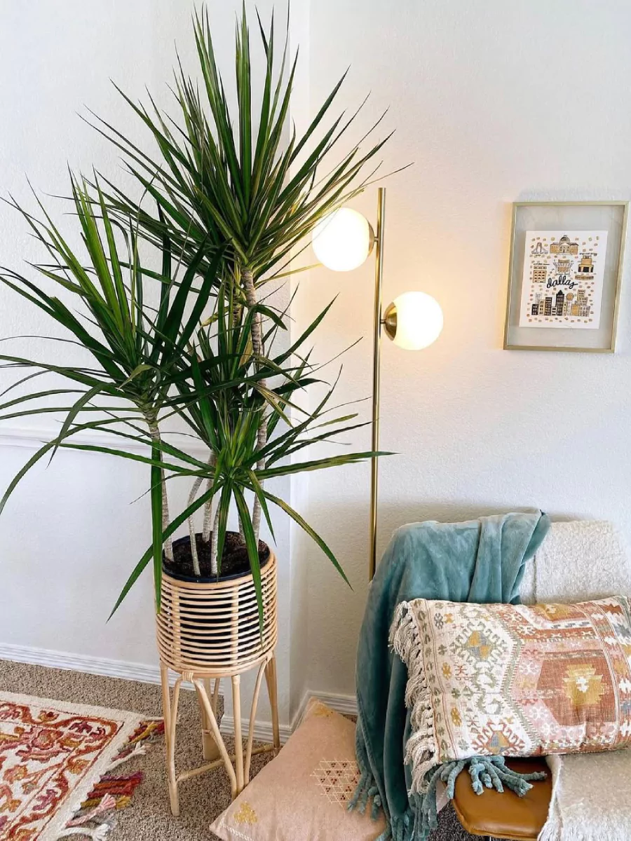 Tanaman Dracaena Marginata di dalam pot tinggi kayu di ruang keluarga.