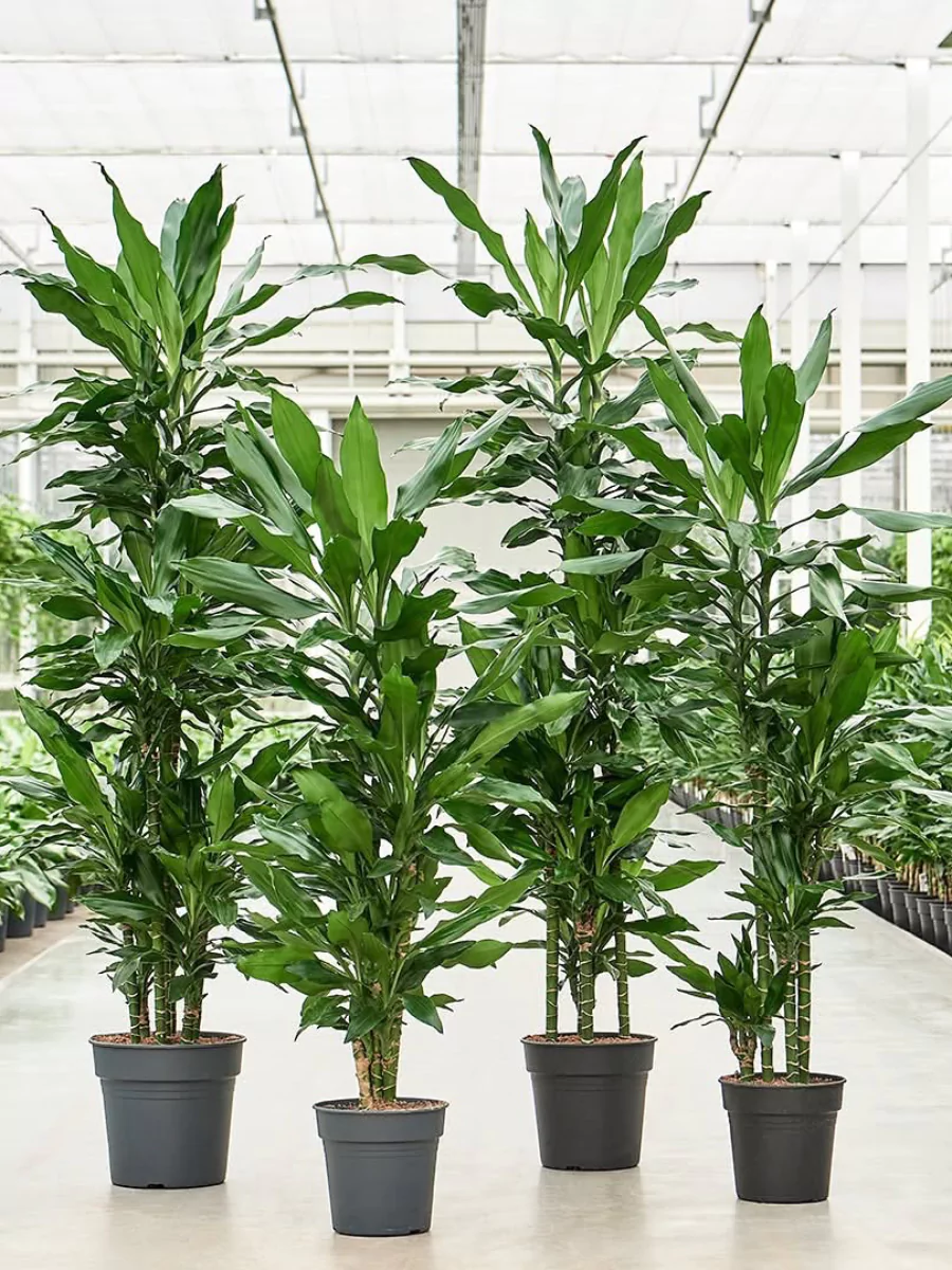4 buah tanaman Dracaena Fragans tinggi di dalam rumah kaca.