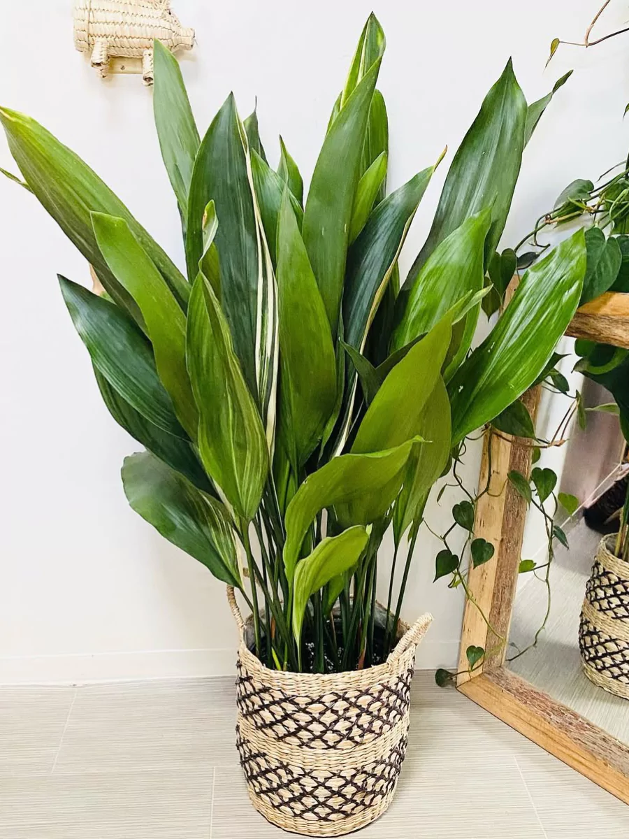 Tanaman cast iron plant di dalam pot rotan dengan aksen hitam.