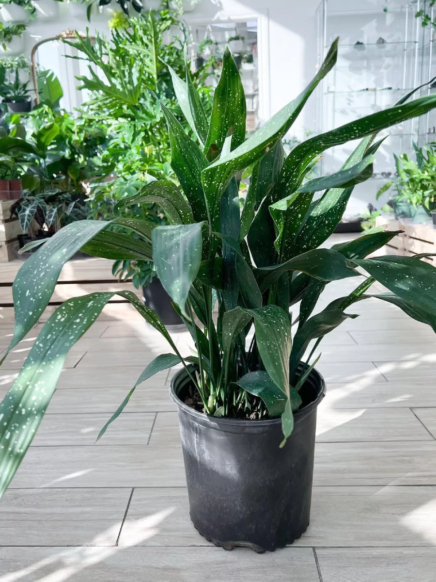 Tanaman cast iron plant jenis milky way di dalam pot hitam.