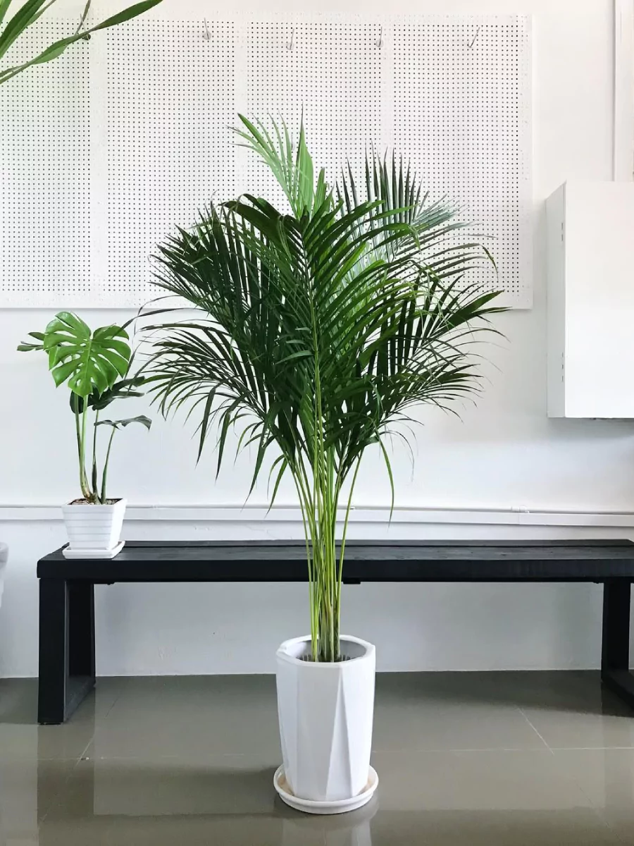 Tanaman palem parlor di dalam pot putih dengan monstera deliciosa dibelakangnya.