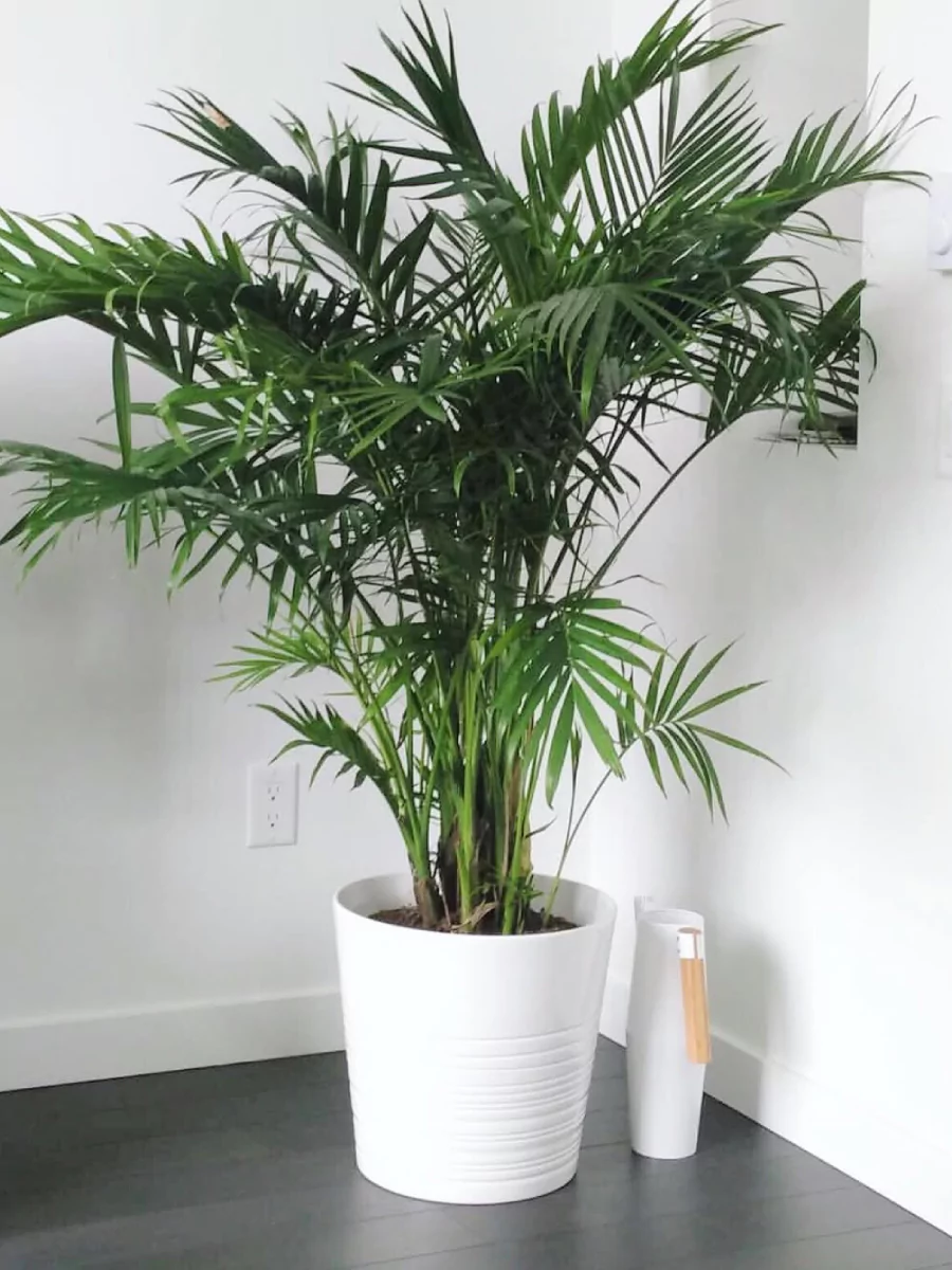 Tanaman palem parlor di dalam pot putih di pojok ruangan.