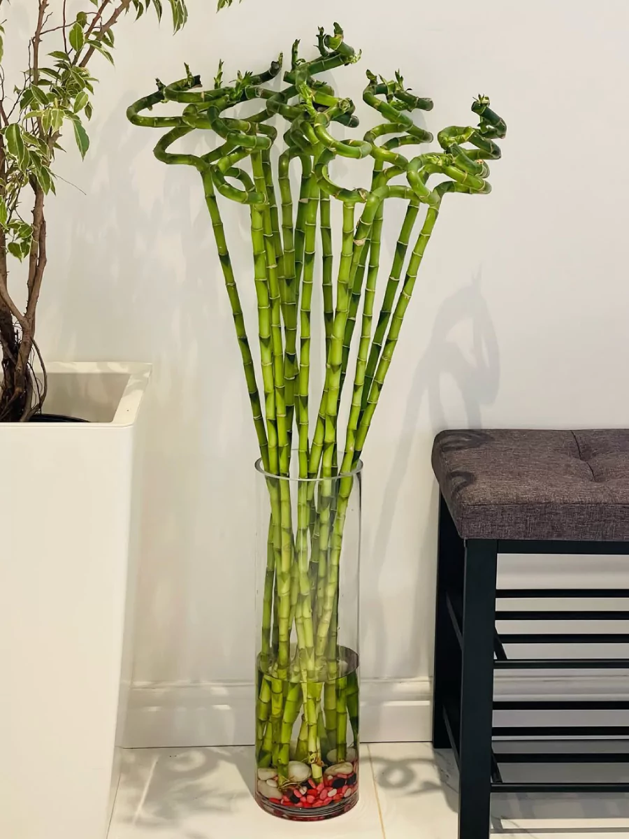 Tanaman hias bambu melingkar di dalam pot kaca transparan.