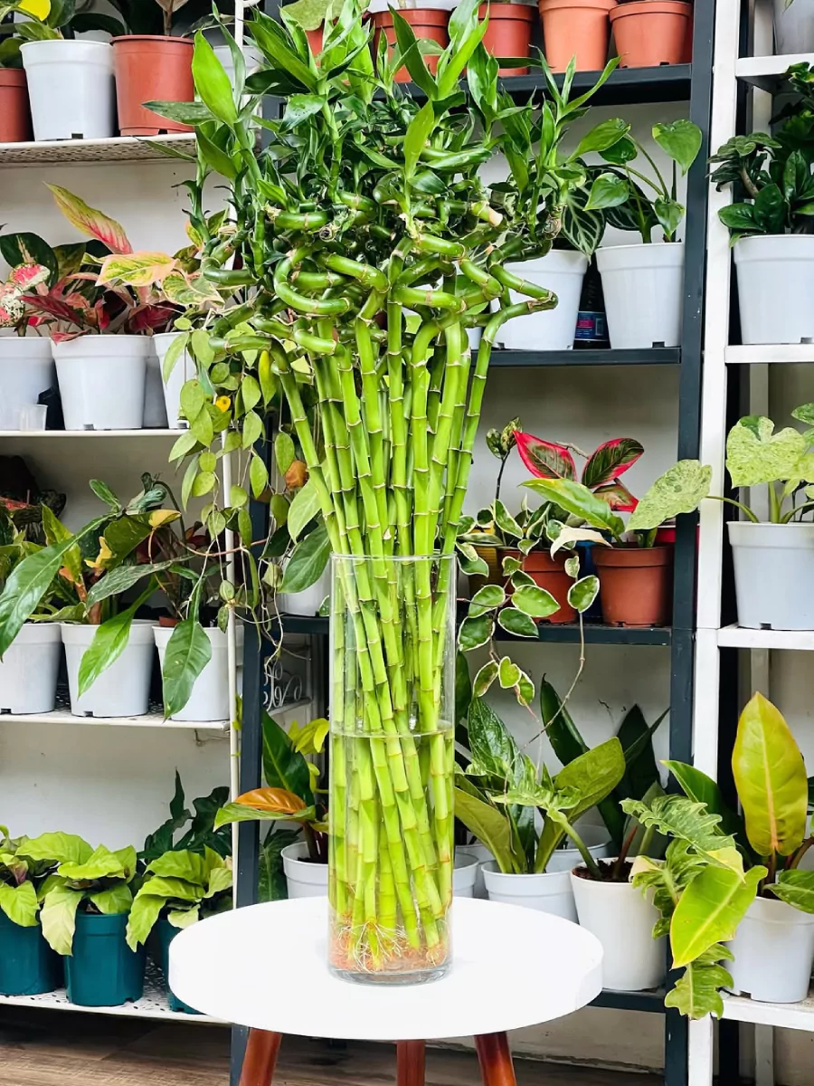Tanaman hias bambu melingkar di dalam pot plastik transparan.