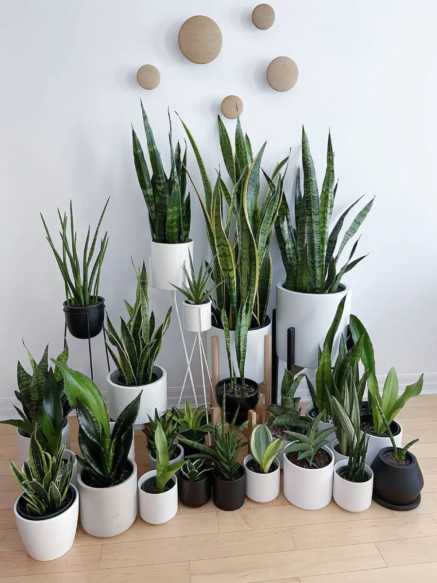 Berbagai macam jenis tanaman lidah mertua di dalam rumah.