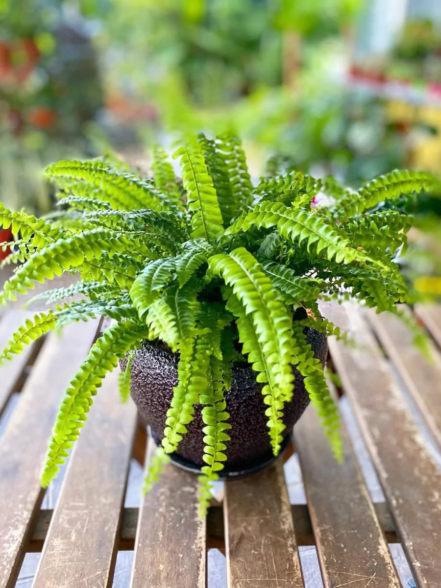 Tanaman hias boston fern di dalam pot kecil plastik warna coklat tua.