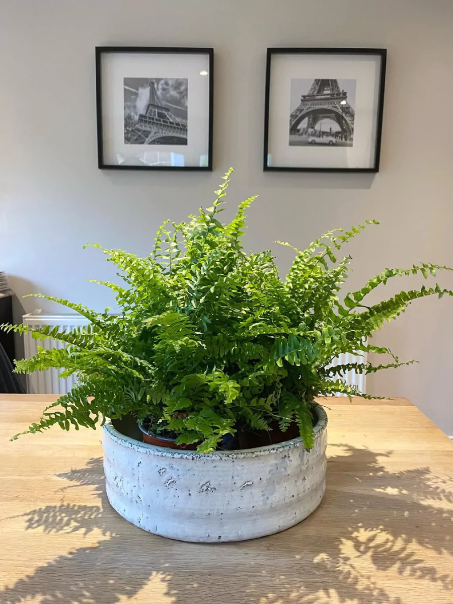 Tanaman boston fern di dalam pot beton pendek warna putih.