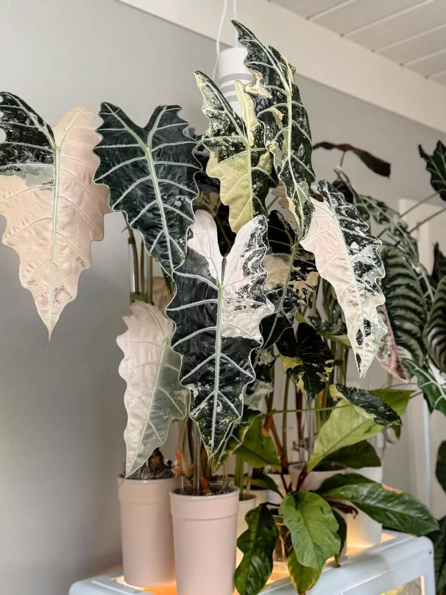 Beberapa tanaman hias alocasia variegata dengan warna daun hijau tua dan putih.