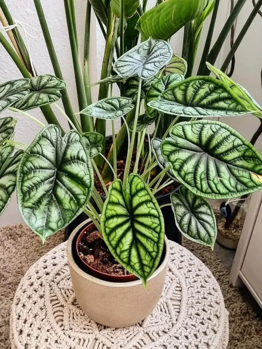 Tanaman hias Alocasia Dragon Scale di atas kursi.