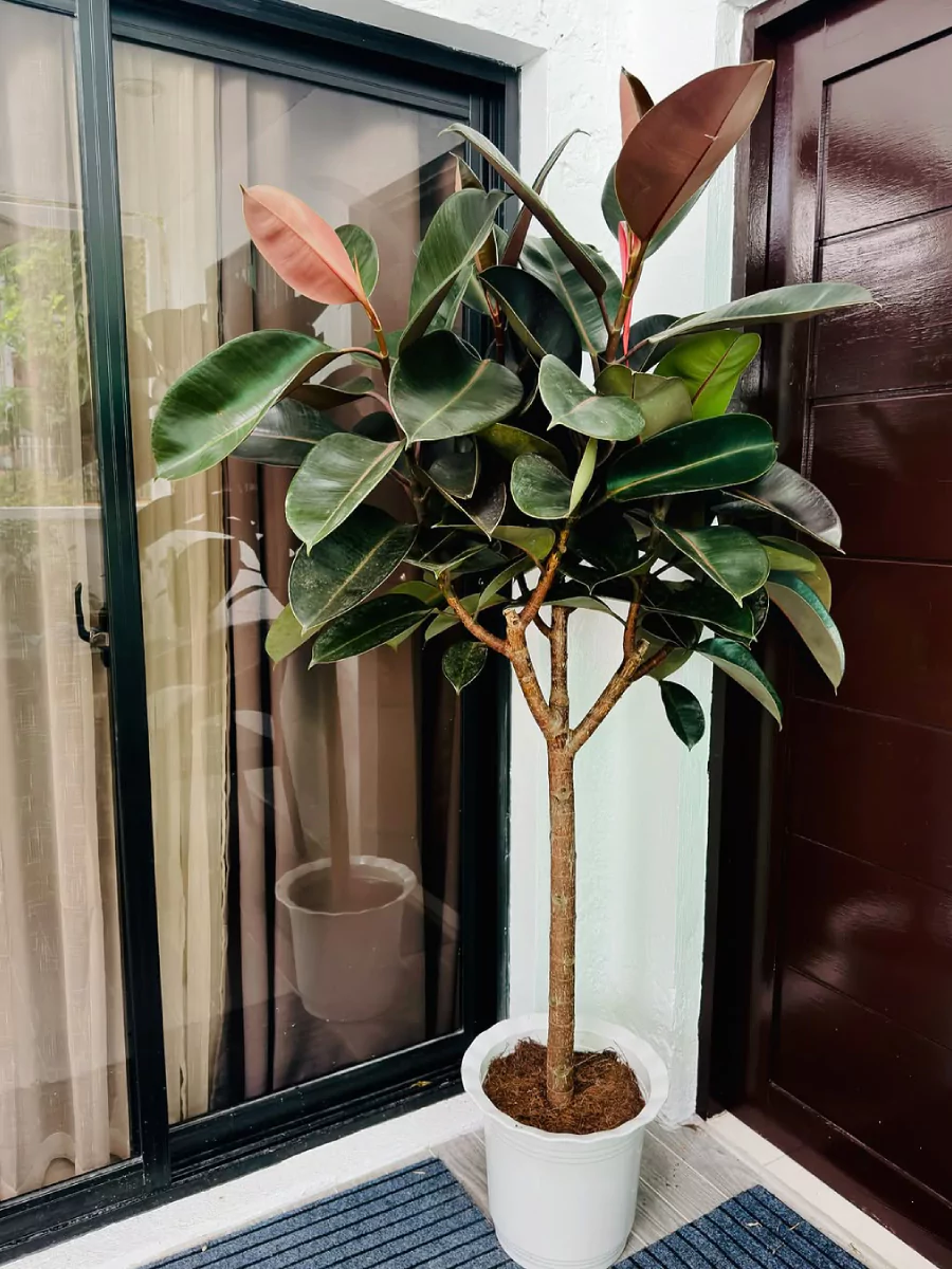 Tanaman hias rubber plant seukuran orang dewasa di dalam pot putih didekat pintu.