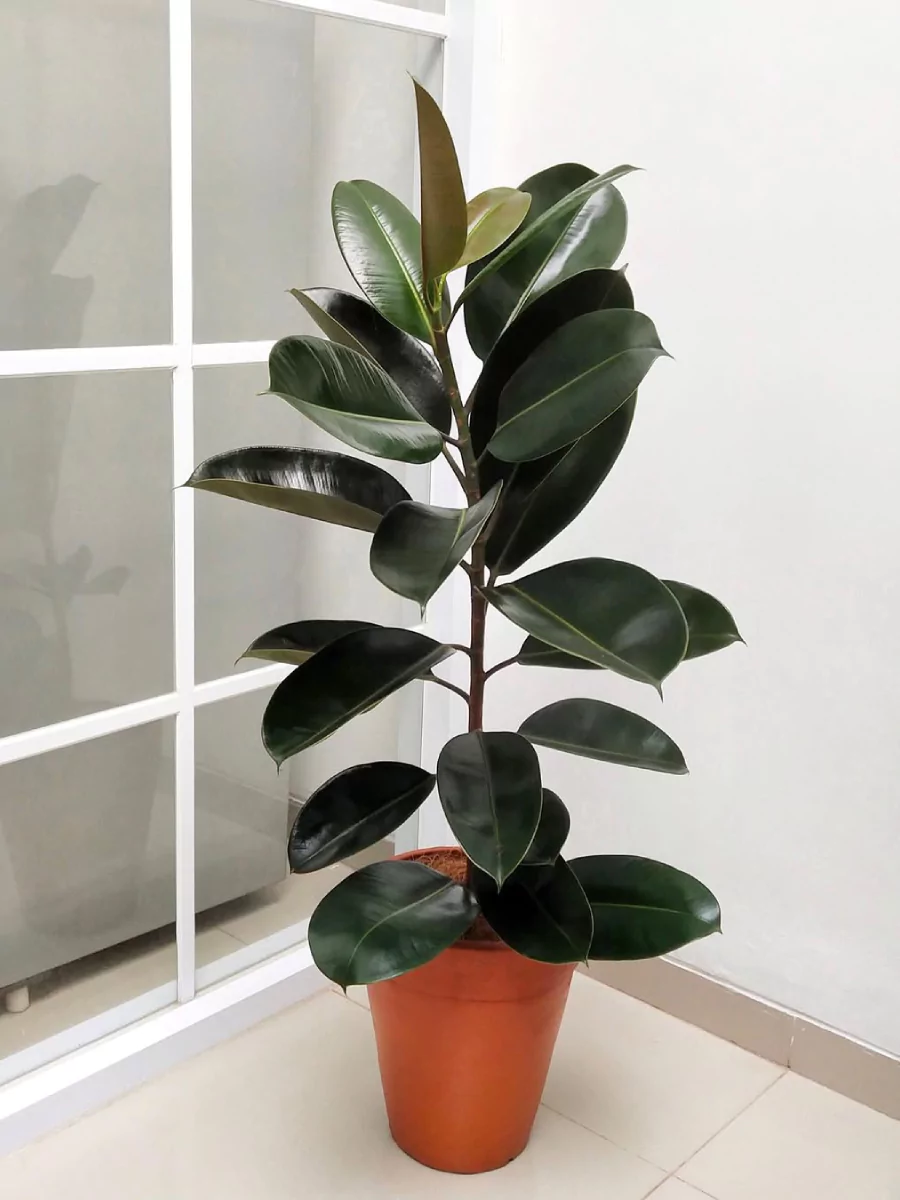 Tanaman hias rubber plant di dalam pot oranye di pojok ruangan.