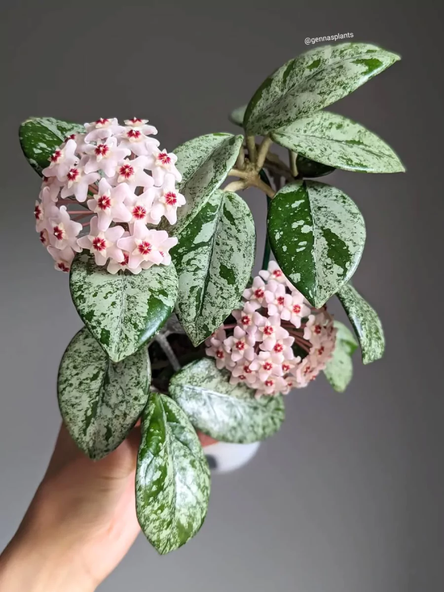 Tanaman Hoya jenis Carnosa Wilbur Graves yang digenggamg.