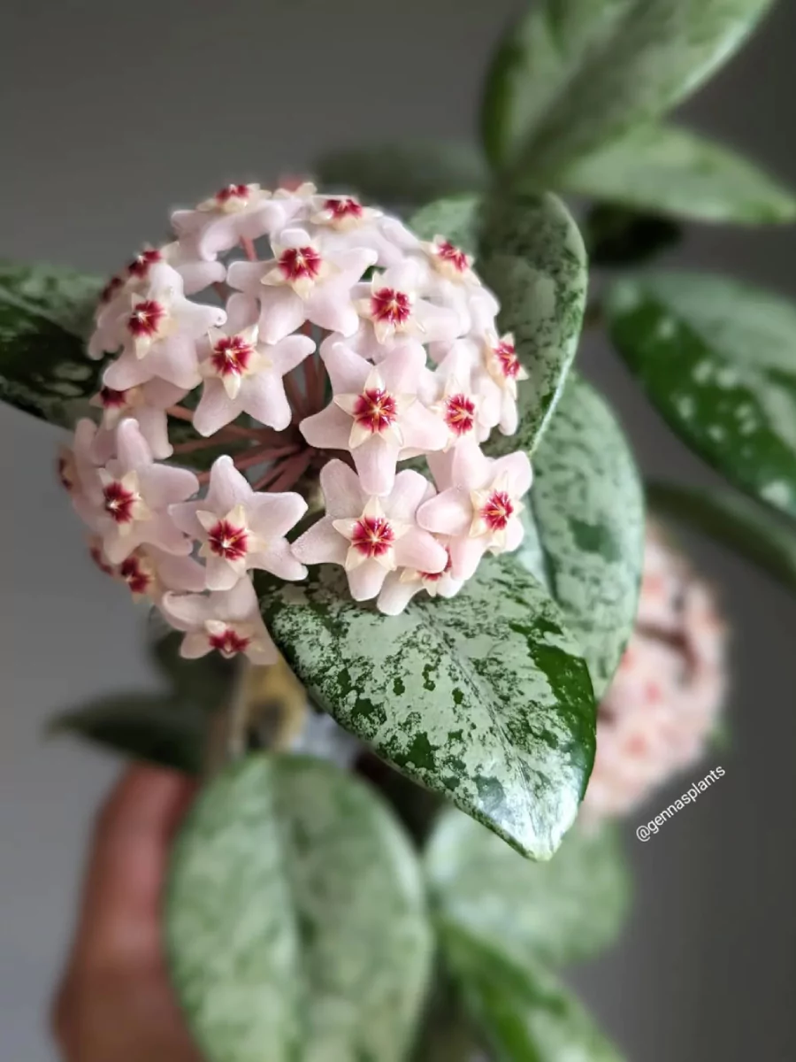 Tanaman Hoya jenis Carnosa Wilbur Graves yang digenggamg.