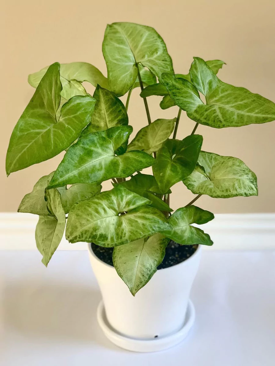 Tanaman hias Syngonium White Butterfly di dalam pot putih.