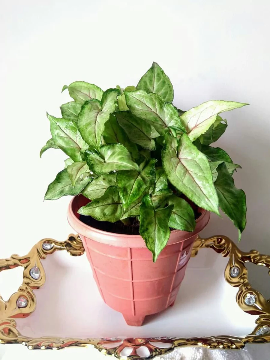 Tanaman hias Syngonium White Butterfly di dalam pot merah muda di atas meja.