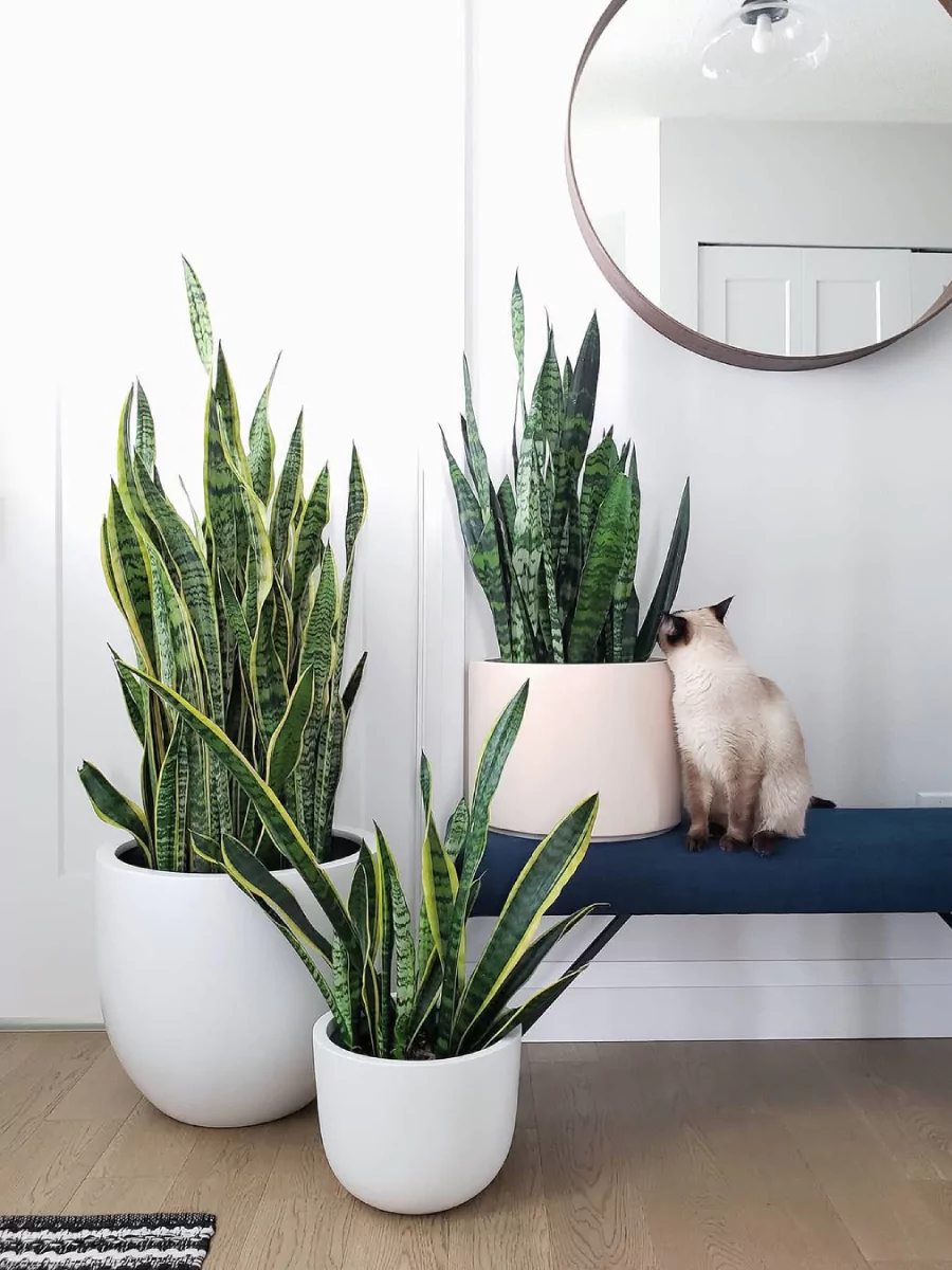 3 Pot lidah mertua berbagai ukuran di dalam ruangan dengan kucing putih.