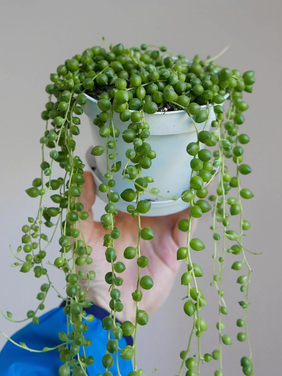 Tanaman hias string of pearls di dalam pot putih yang sedang dipegang.