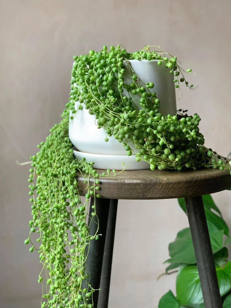 Tanaman hias string of pearls di dalam pot putih di atas kursi kayu coklat.