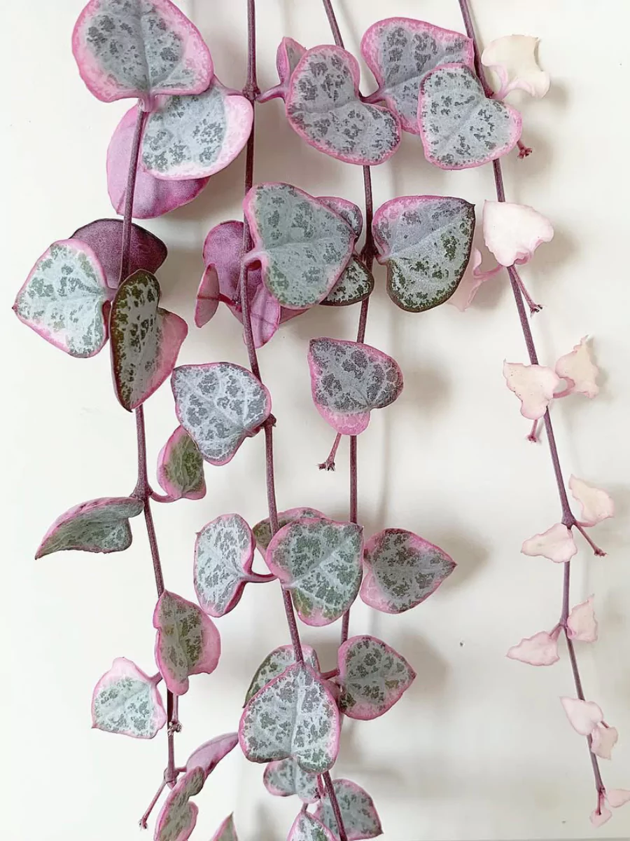 Tanaman hias string of hearts variegata panjang di tembok.